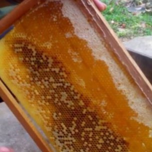 1 lít Mật ong hoa cà phê Lâm Đồng - Honey - Bán tại TPHCM