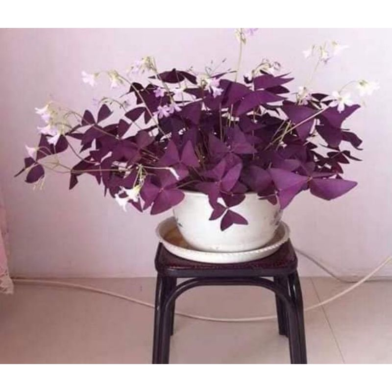 😍😍7 củ hoa chơi bộ lá màu Tím😘😘 Đẹp Lạ lâu năm🥰🥰 siêu dễ trồng
