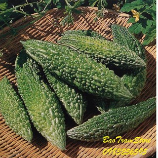 Bán buôn, bán lẻ - Hạt giống mướp đắng rừng - mướp đắng gai gói 10 hạt xuất xứ Ấn Độ tại thietbinhavuon_chất lượng.