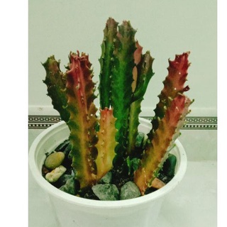 xương rồng euphoria var đỏ