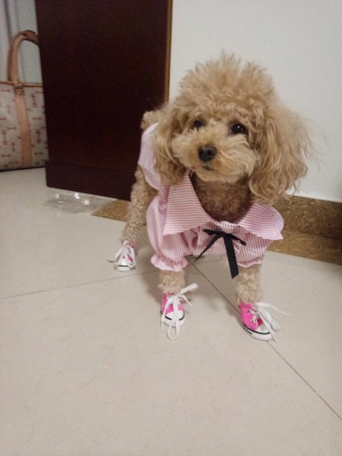 Giày Converse cực style cho cún mèo🤘