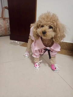 Giày Converse cực style cho cún mèo🐶🐱🤘🏻