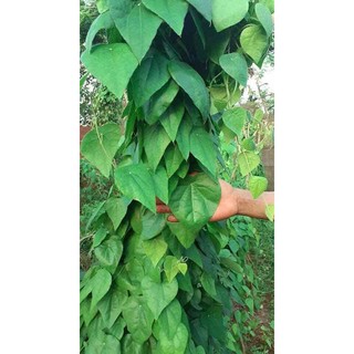HẠT GIỐNG CÂY SƯƠNG SÂM - GÓI 10 HẠT