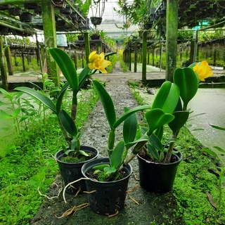 Hoa Lan Cattleya Tú Cầu Vàng