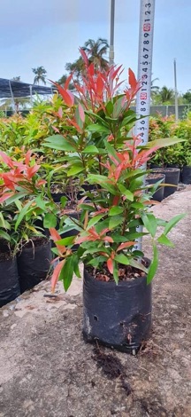 Cây Hồng Lộc giống