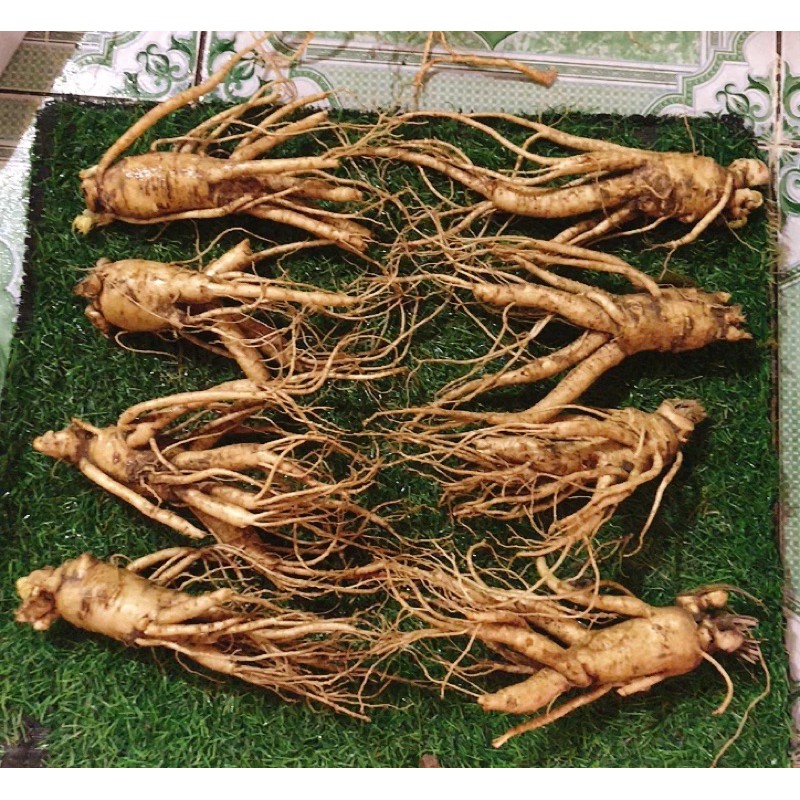 Sâm tươi Hàn Quốc 250k/1 củ size 8 củ 1kg | BigBuy360 - bigbuy360.vn