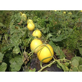 Gói 0.2GR hạt giống Dưa Lê F1 Kim Hoàng Hậu