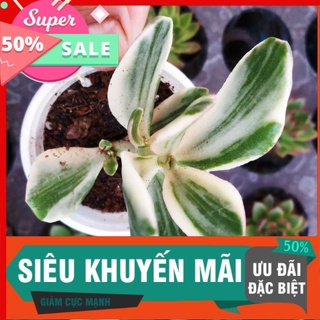 Sen thạch bích cẩm thạch