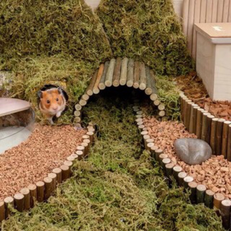 Rêu khô trang trí chuồng hamster