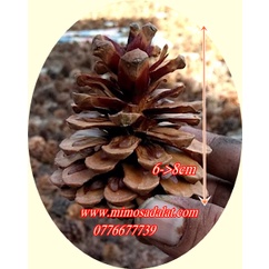 Quả Thông Tự Nhiên