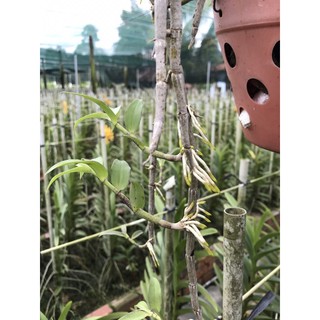 Lan hạc vỹ thiên cung kie giống