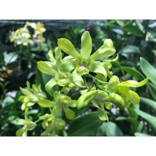 Dendro Nắng Thơm Banana - cây to khủng sắp hoa