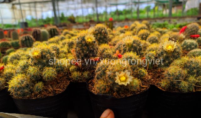 Xương rồng Nhện Vàng