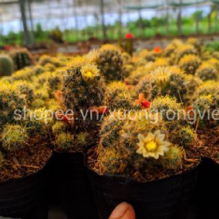 Xương rồng Nhện Vàng