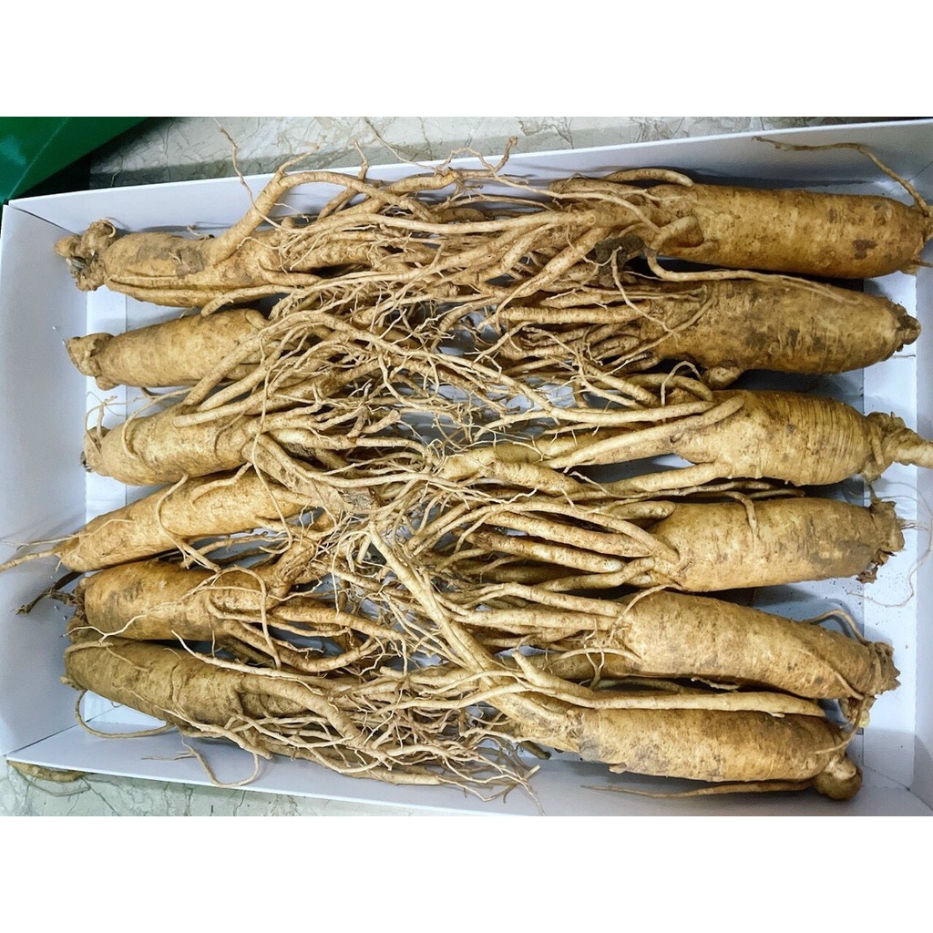 Sâm tươi hầm gà Hàn 0,5KG (10-15 củ) nhân sâm ngâm rượu, mật ong thơm ngon bổ dưỡng.