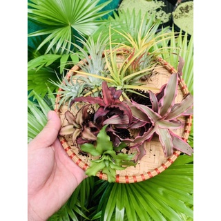 Dứa phụng mini
