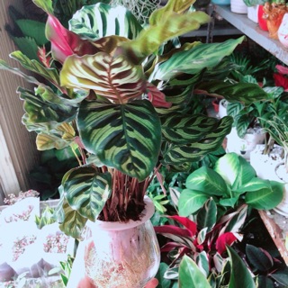 Chậu Đuôi Công Thuỷ Sinh