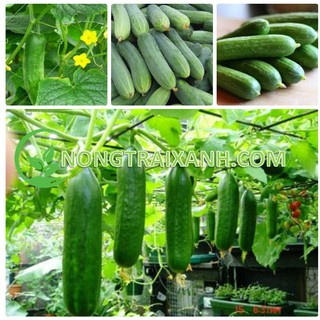 60h - hạt giống dưa chuột nếp ta