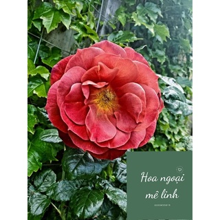 Hoa hồng ngoại Hot Chocolate rose giống mới siêu hot -Hoangoaimelinh