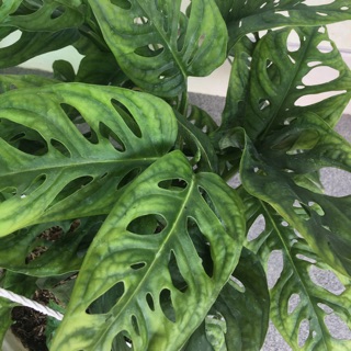 Cây trầu bà lỗ