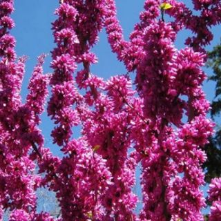 Cây giống hoa hạnh phúc