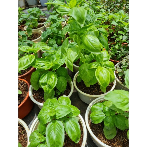 Cây Húng Tây Sweet Basil