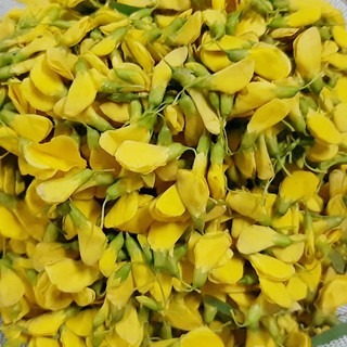 Hạt giống bông điên điển gói 1gr