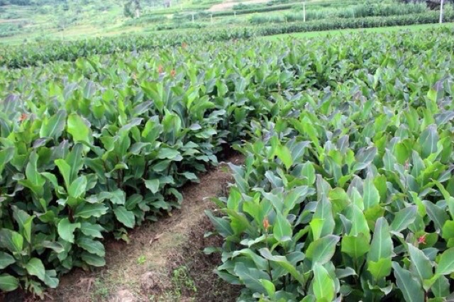Miến dong phia đén Cao Bằng 1kg loại chuẩn sỉ ~ lẻ
