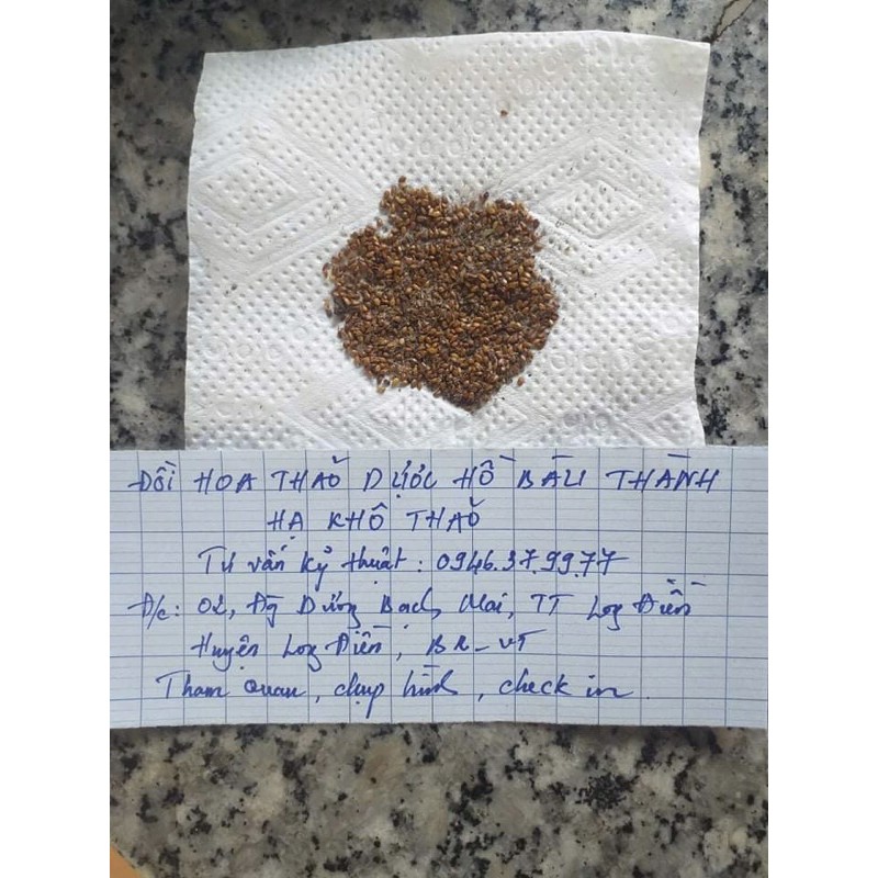 Hạt giống cây Hạ khô thảo giúp thanh lộc độc tố mát gan sáng mắt