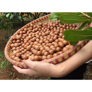 500 gram macca tây nguyên sấy nứt vỏ