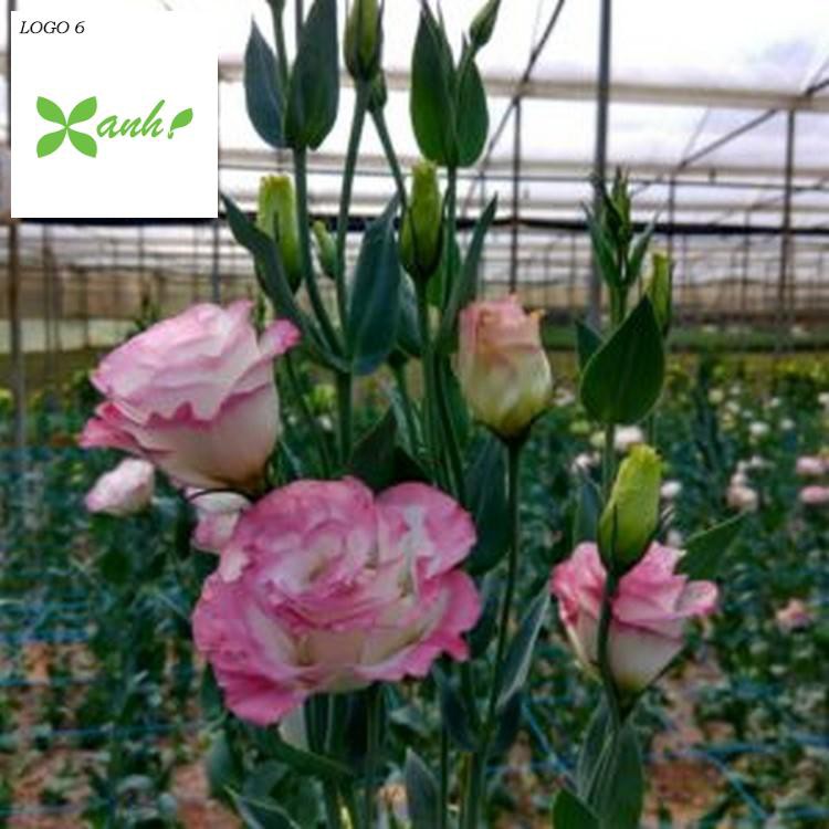 Hạt giống hoa Cát tường