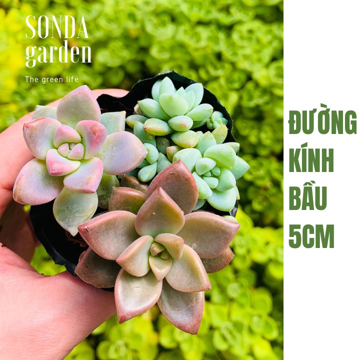 Sen đá mix thập cẩm SONDA GARDEN size bé 5-8cm, xuất xứ Đà Lạt, khoẻ đẹp, lỗi 1 đổi 1