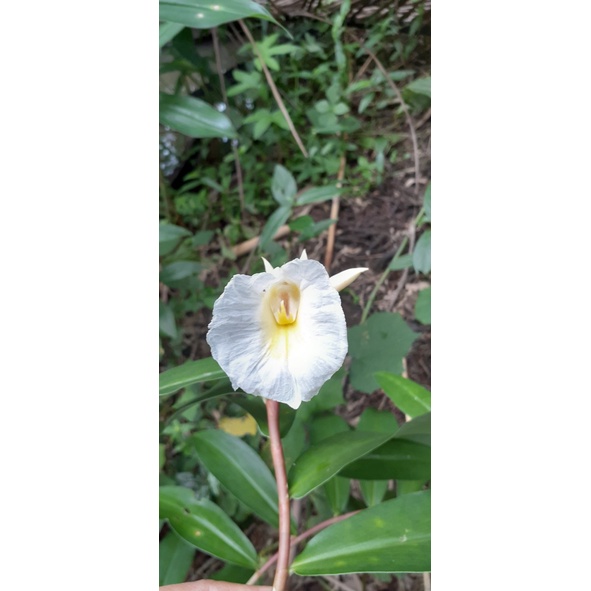 Cây Cát Lồi Giống (1 chậu)