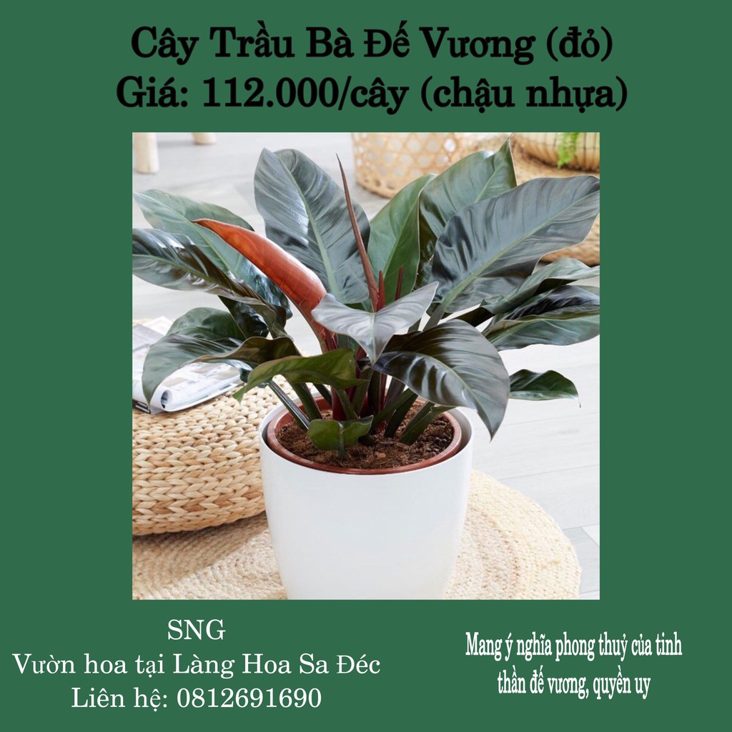 Trầu Bà Đế Vương -  (Màu: Vàng, Đỏ; chậu nhựa) - Kiểng lá phong thủy, trồng trong nhà - Giá Tốt