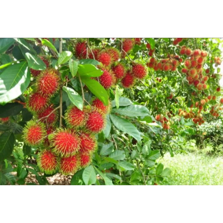 1 kg chôm chôm thái tươi ngon ngọt giao hàng nhanh TPHCM | BigBuy360 - bigbuy360.vn