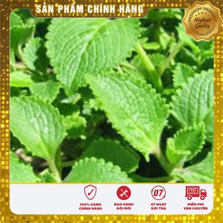 Hạt Giống Rau Húng Lá Chanh