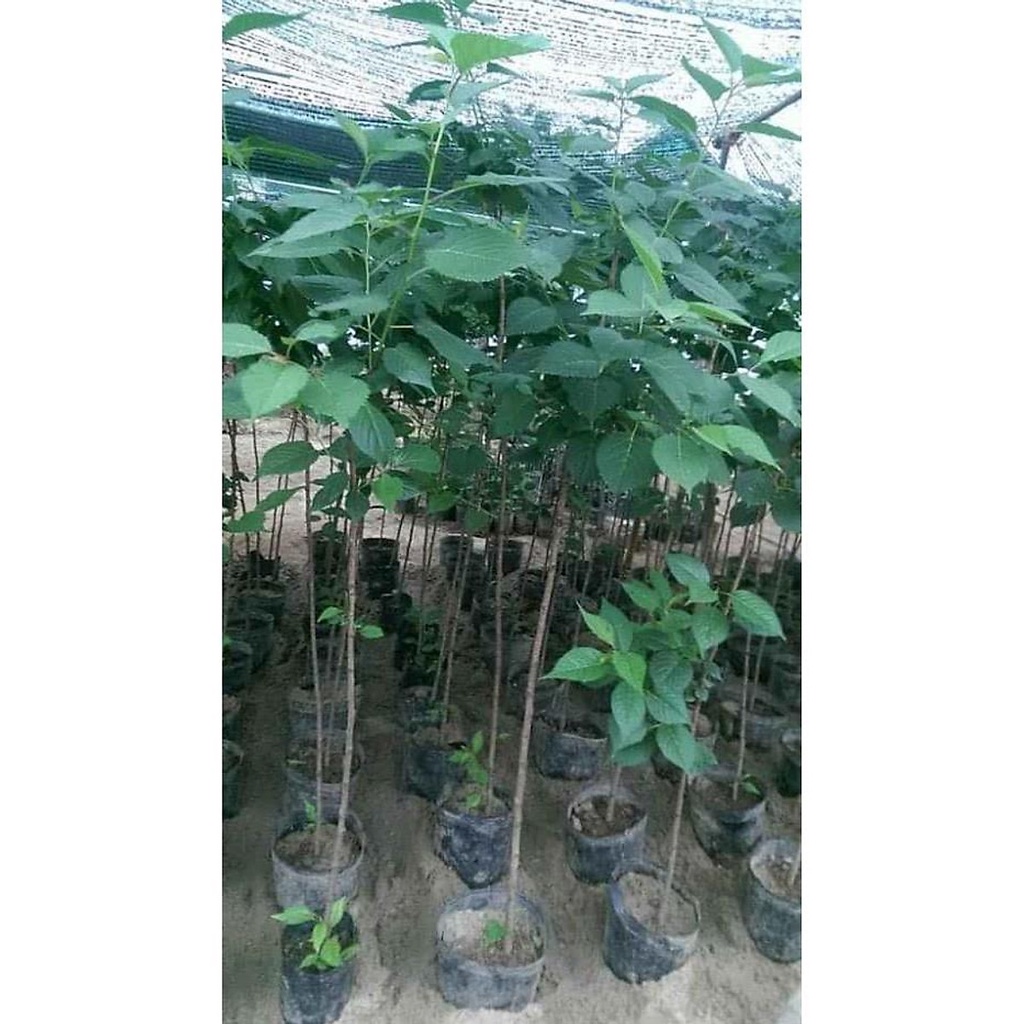 CÂY ĐẸP KHỎE Cây hoa anh đào Nhật Bản.., ra hoa quanh năm