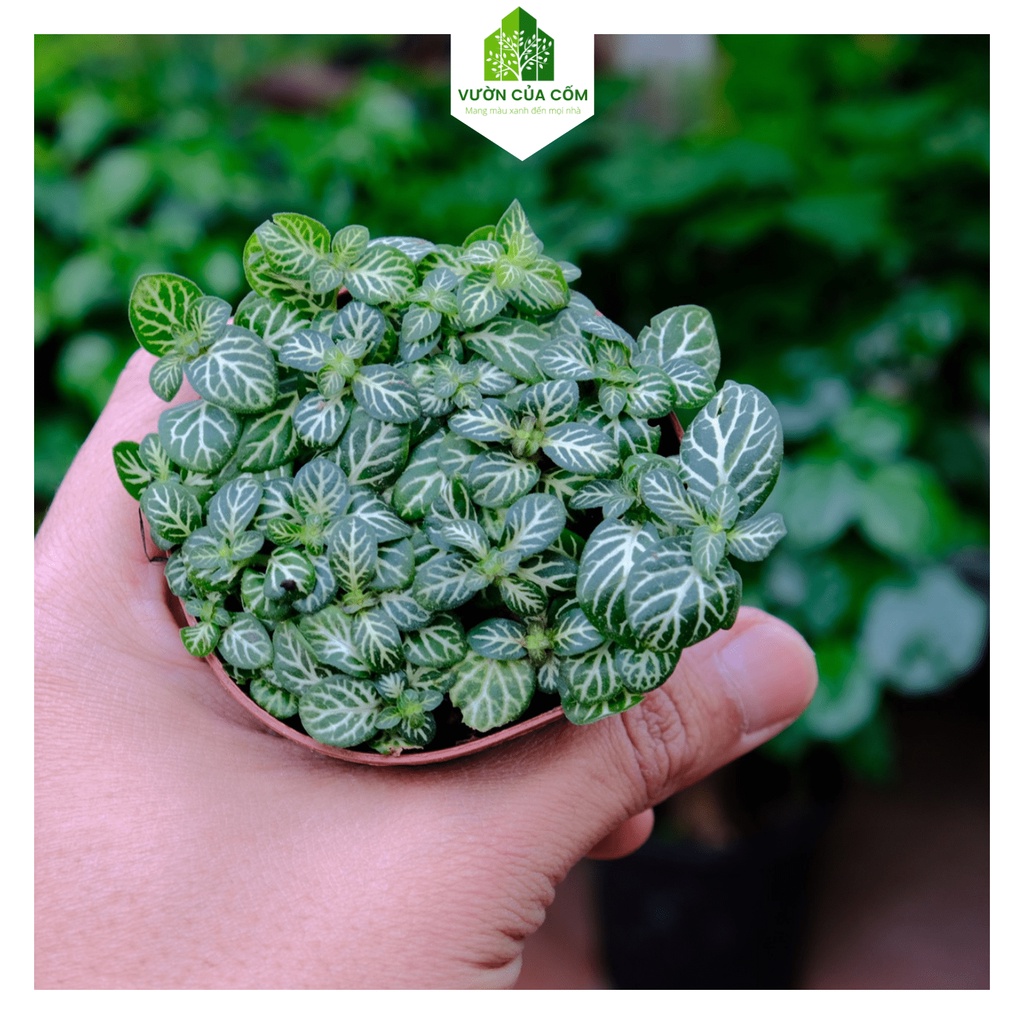 Cây cẩm nhung hay gọi là cây may mắn , Cây làm decor , tiểu cảnh siêu đẹp , siêu khỏe . cây + chậu nhựa KT 10 10