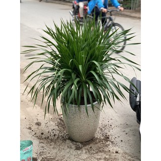 cây phát tài núi