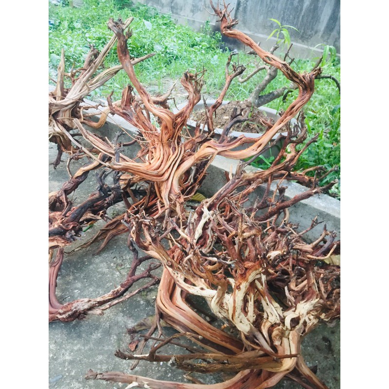 Lũa Kim Sa Tùng.trang trí bể cá 1kg