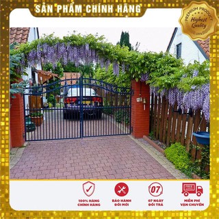 5 Hạt giống Tử đằng (tặng gói Kích nẩy mầm và Hướng dẫn) VIETSEED