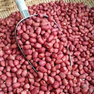 200gr Lạc đỏ Thái Bình hạt đều
