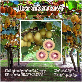 30 Hạt giống cây ăn trái kiwi (Kèm kích thích hạt nảy mầm)