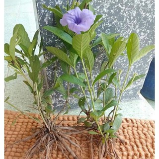 3 cây nổ con