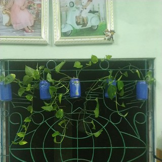 Cây Trầu Bà Thủy Sinh Đà Nẵng trồng trong nhà