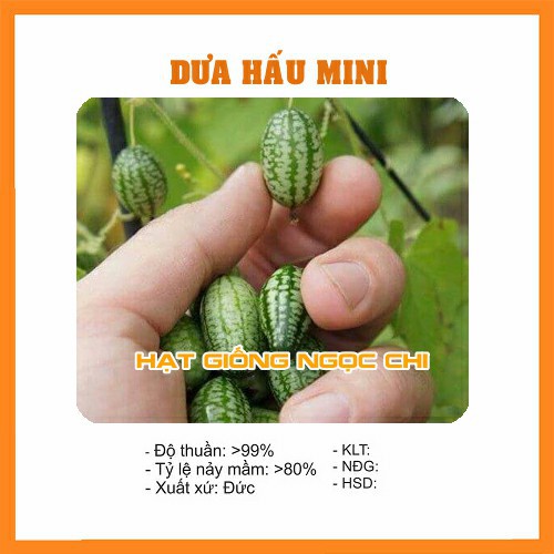 Hạt Giống Quả Dưa Hấu Mini - 10 Hạt