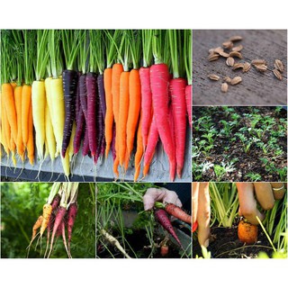 Hạt Giống Cà Rốt baby mini, Cà rốt tí hon nhiều màu Daucus carota seeds