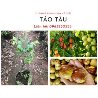 Cây giống Táo Tàu