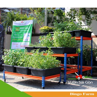 Kệ trồng rau lắp ghép kích thước 121 x 55 x 27 (Kệ 03)