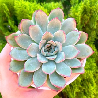 Sen đá viền đỏ 9-11cm - Vườn sen đá